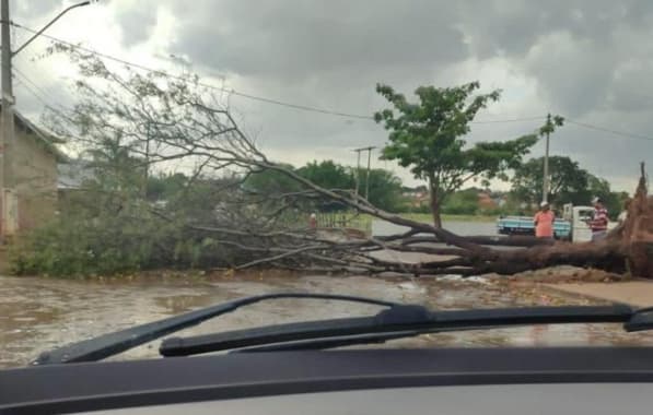 VÍDEO: Chuva derruba árvores e destelha casas em Igaporã