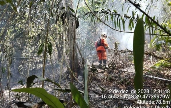 Incêndio florestal atinge município de Mundo Novo; 200 bombeiros estão espalhados em ocorrências na Bahia