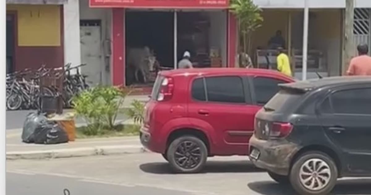 Boi entra em petshop e causa alvoroço em centro de cidade baiana 