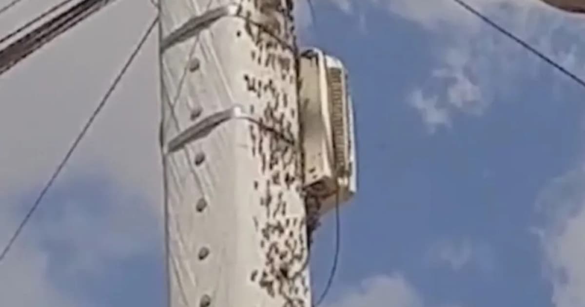 Homem segue em UTI na Bahia após sofrer mais de 30 picadas de abelhas 