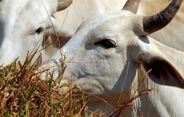 Associação pecuarista estima perda de 10 mil cabeças de gado durante a estiagem no sul baiano 