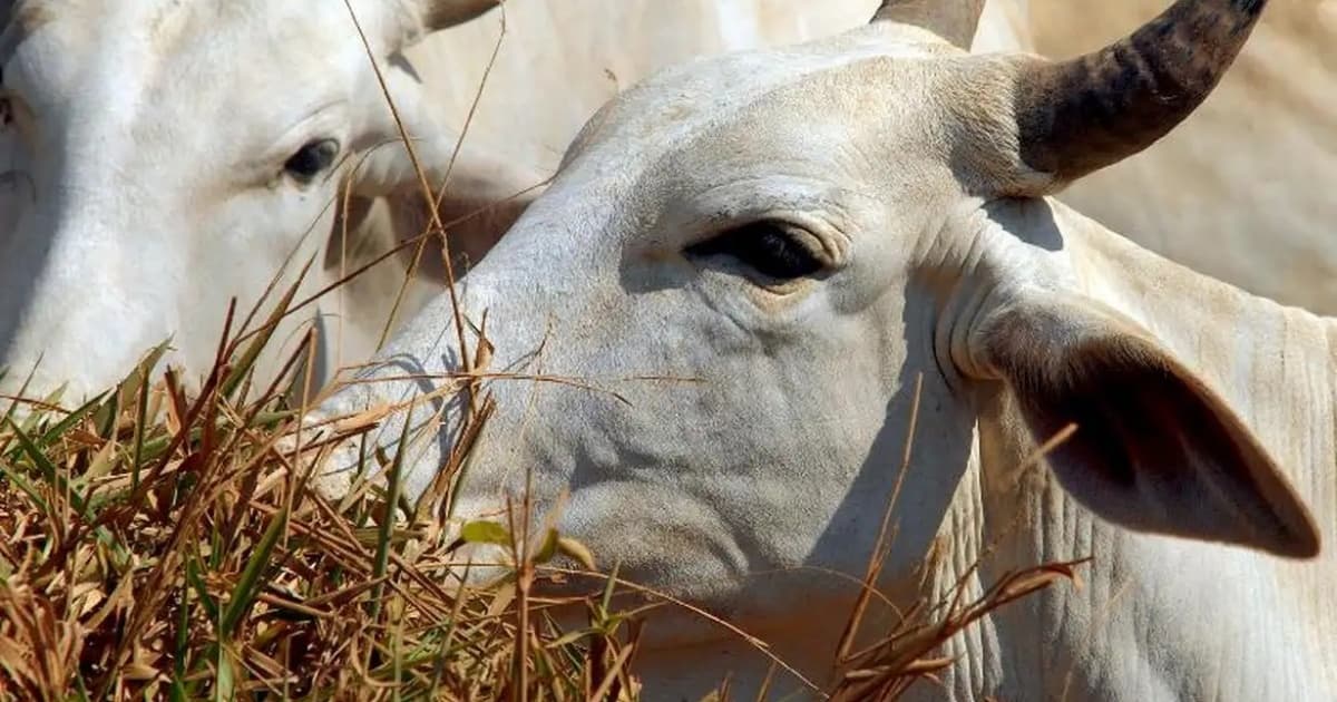 Associação pecuarista estima perda de 10 mil cabeças de gado durante a estiagem no sul baiano 