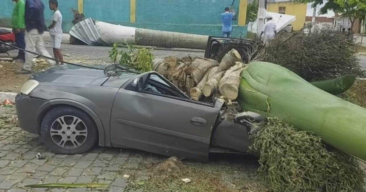 Chuva forte derruba palmeira e destrói carro em São Miguel das Matas; prefeitura decreta emergência