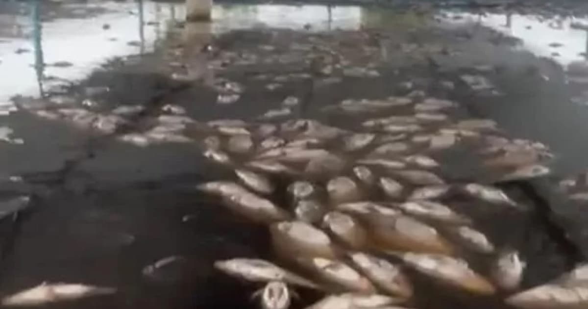 Criatório na Bahia registra morte de 14 mil peixes após quedas de energia 