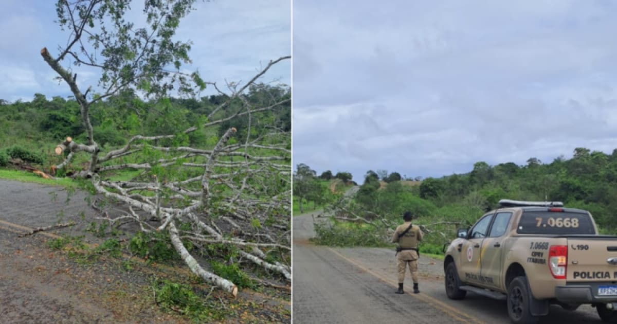 Queda de árvore interdita parcialmente BR-330 após fortes chuvas