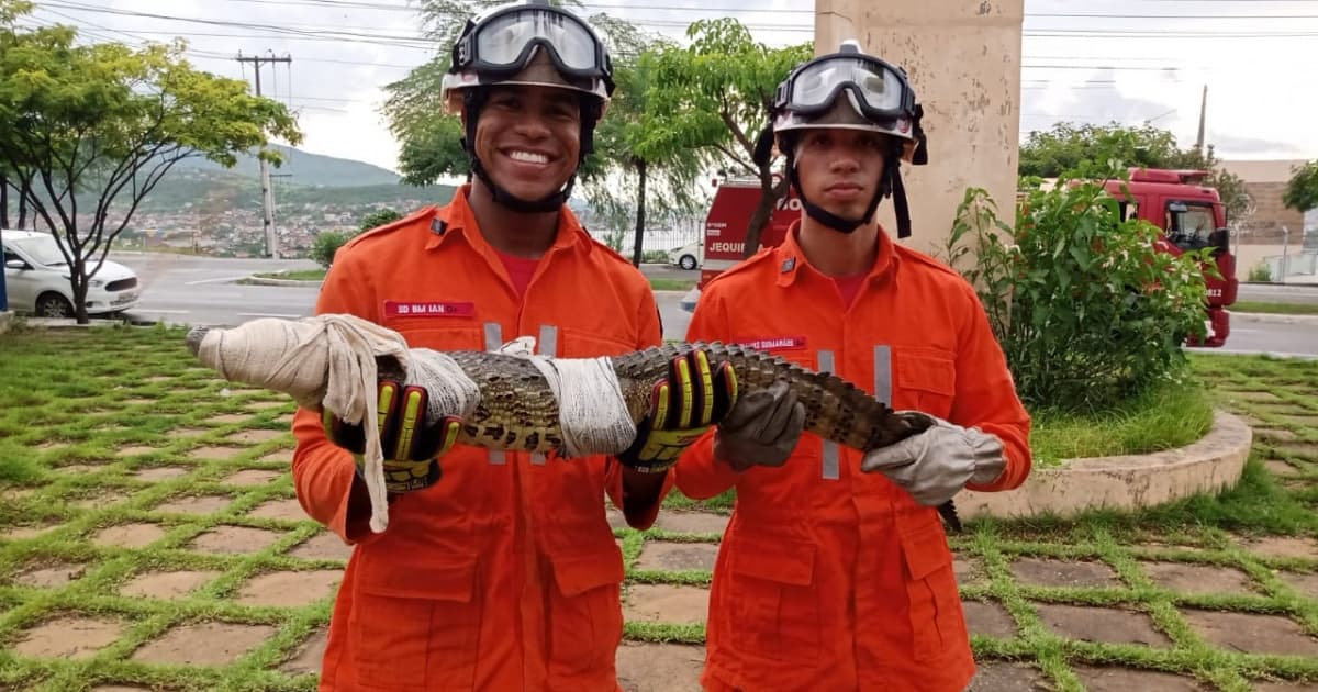 Jacaré é capturado em piscina de residência em Jequié 