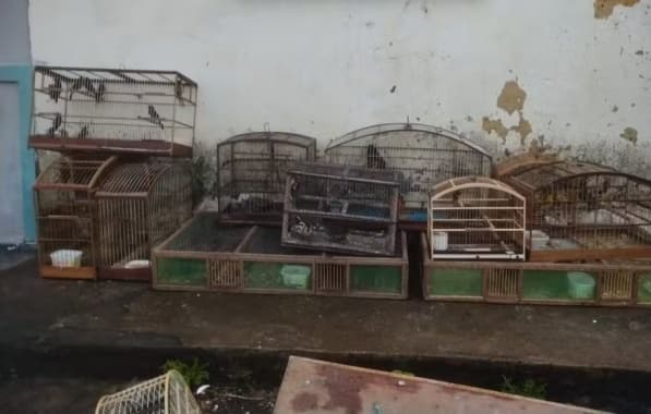 Cerca de 700 aves silvestres são resgatados pela PM de cativeiro ilegal no Sul baiano