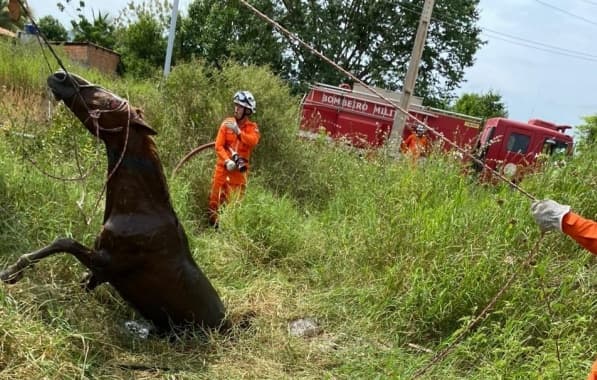Cavalo é resgatado após ficar preso em fossa no Oeste baiano