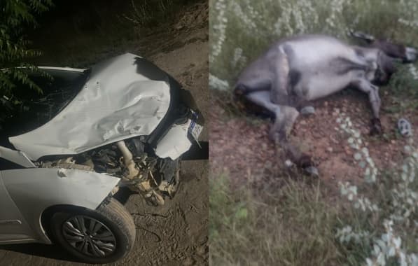 Motorista colide com animal 2 dias depois de caso semelhante com mortes no Norte baiano