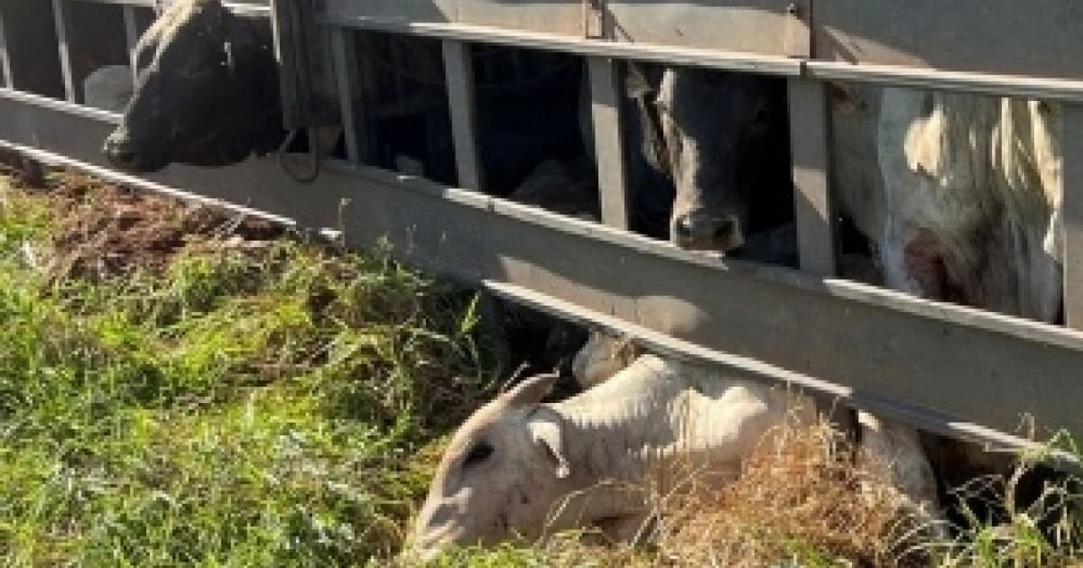 Caminhão boiadeiro tomba e animais morrem em acidente no Extremo Oeste baiano