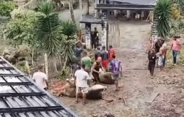 Caminhão tomba e carne é furtada na Bahia; vídeo mostra ataque de boi sobrevivente contra saqueadores