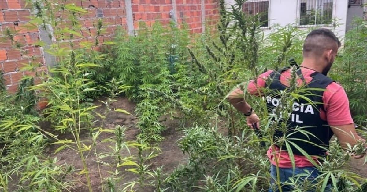 Polícia Civil erradica plantação de maconha em Feira de Santana; homem foi preso em flagrante