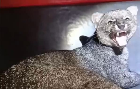 Felino ameaçado de extinção é resgatado após atropelamento em Porto Seguro