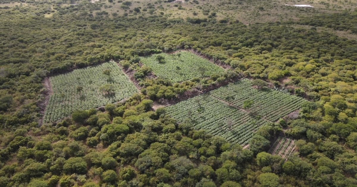 Plantações de maconha em Andorinha