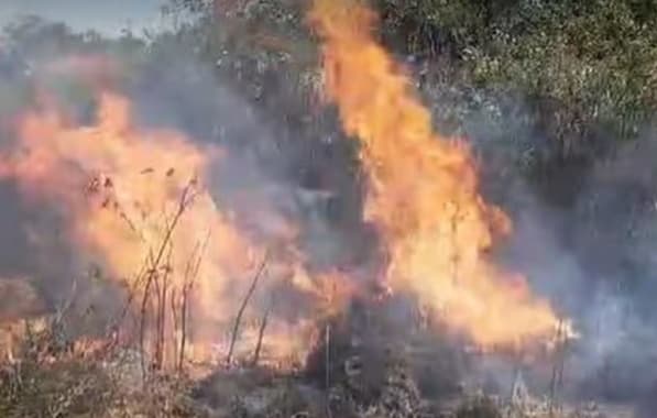 PM incinera mais de 30 mil pés de maconha na região do Rio São Francisco no Norte baiano