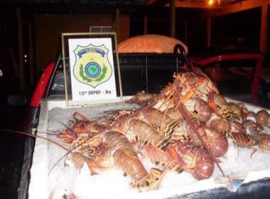 PRF apreende 420 quilos de lagosta em Camacan