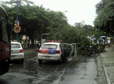 Árvore cai na Avenida Centenário e complica trânsito no local