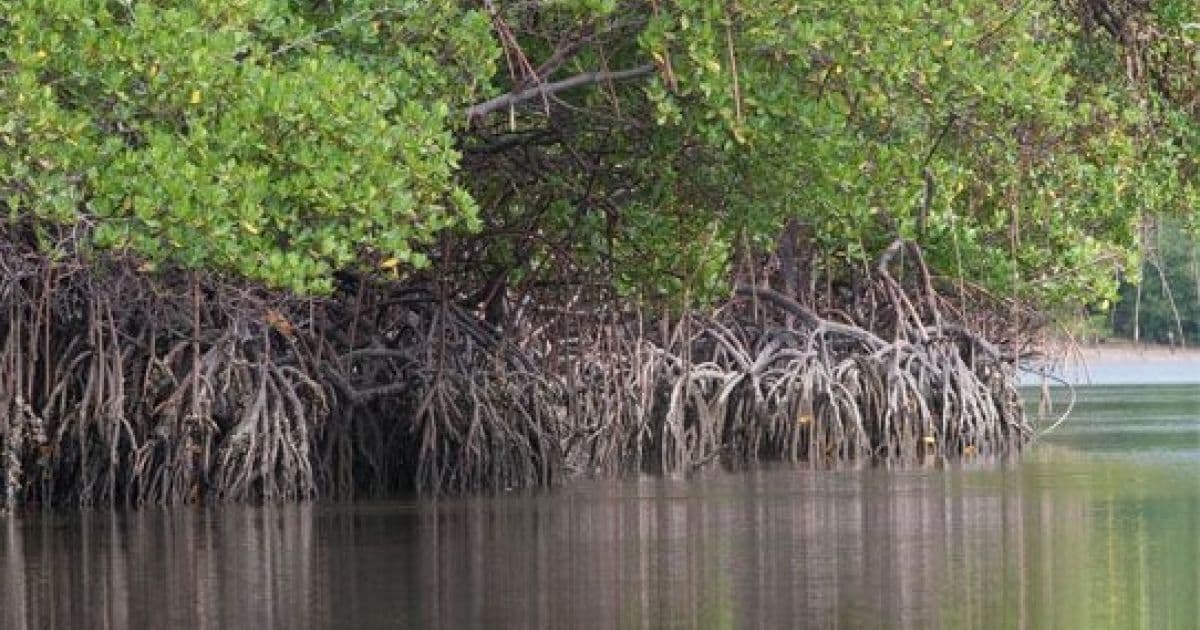 Justiça do RJ suspende decisão do Conama que tirou proteção de manguezais e restingas
