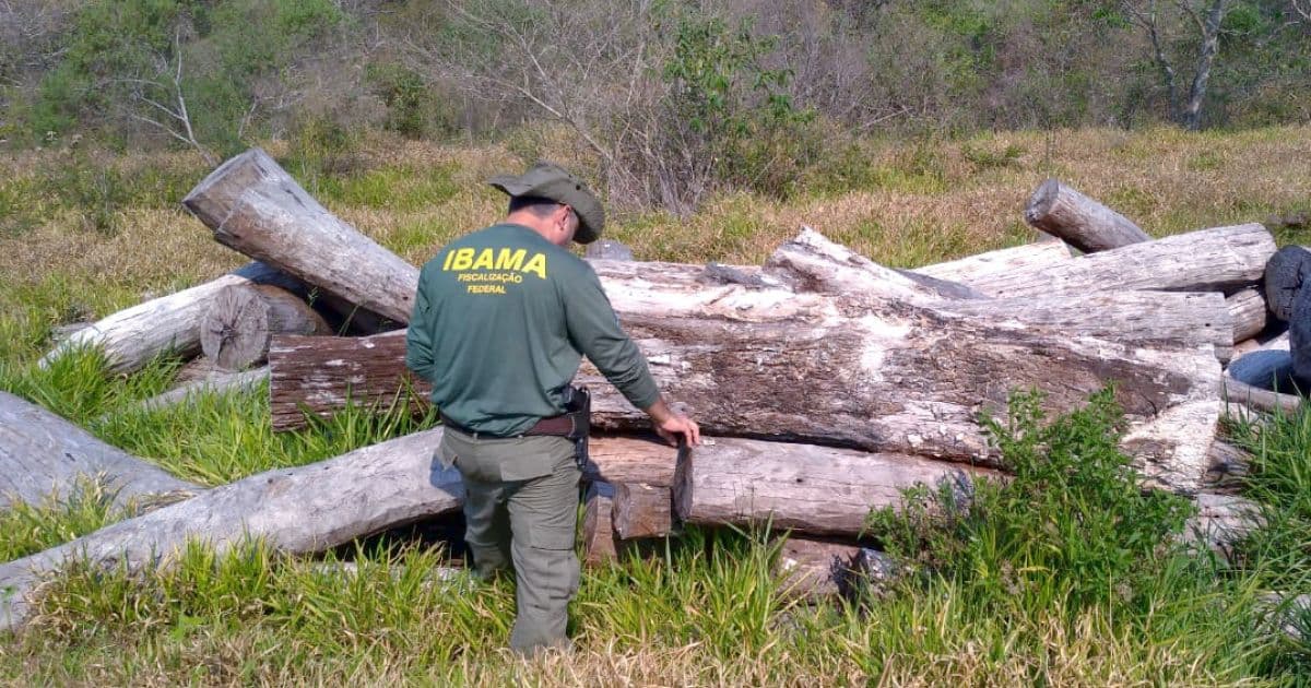 Mata Atlântica: Bahia derruba 49 campos de futebol por dia e lidera desmatamento em 2022