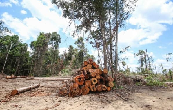 Bahia é top 3 em valores atribuídos a multas ambientais no Nordeste em 2022; saiba valores 