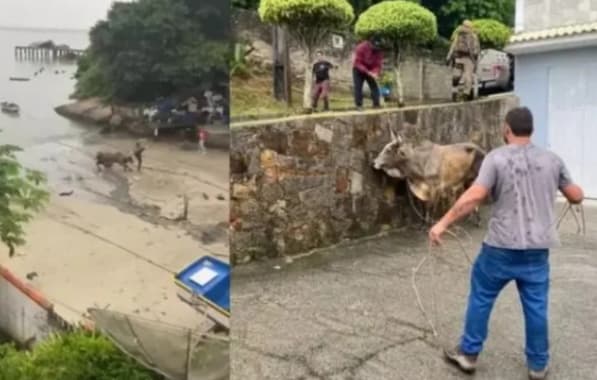 VÍDEO: Homem recebe chifrada durante farra do boi em Santa Catarina; dez pessoas foram multadas pela PM
