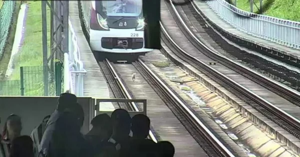 Cachorro invade trilhos da linha 2 e provoca lentidão no metrô