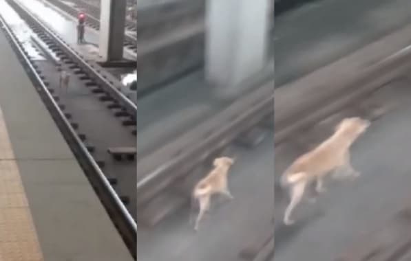  Metrô têm funcionamento alterado para resgate de cachorro nos trilhos