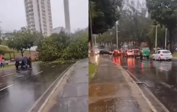 VÍDEO: Árvore cai e interdita pista na avenida Garibaldi 