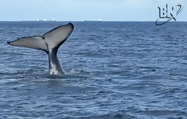 VÍDEO: Baleia jubarte é vista na costa da capital baiana