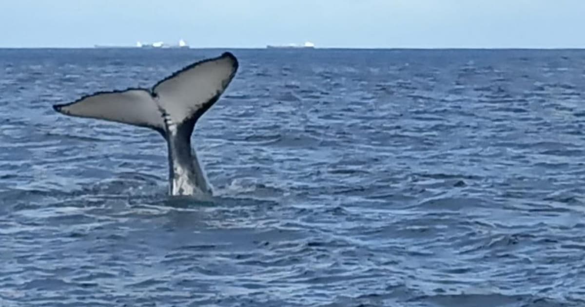 VÍDEO: Baleia jubarte é vista na costa da capital baiana