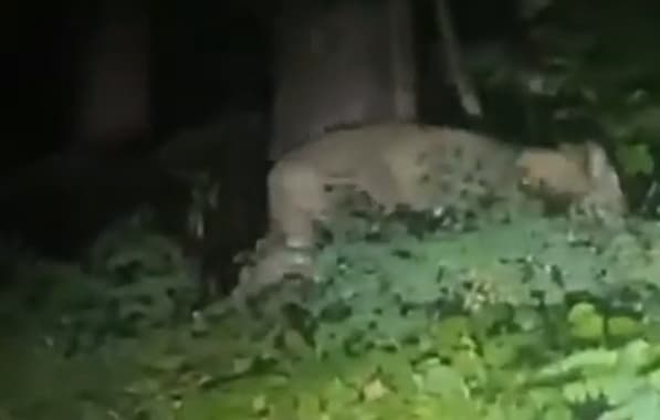 "Fuga" de leoa provoca toque de recolher e assusta moradores em capital