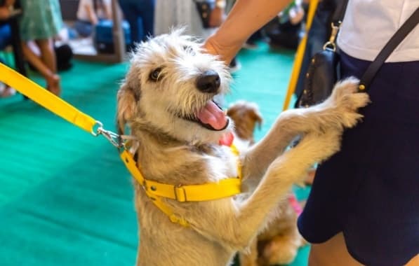 Evento gratuito de adoção e vacinação de pets acontece neste sábado  