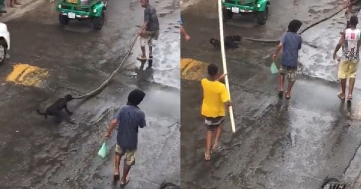 Vídeo de cachorro sendo picado por cobra que estava sendo arrastada em rua de Salvador viraliza 
