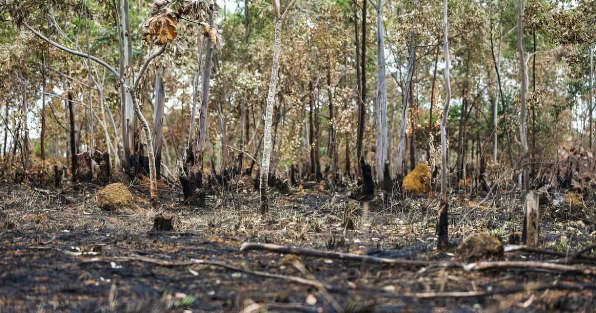 Brasil e Bolívia lideram lista de países com maior perda de cobertura florestal na Amazônia 