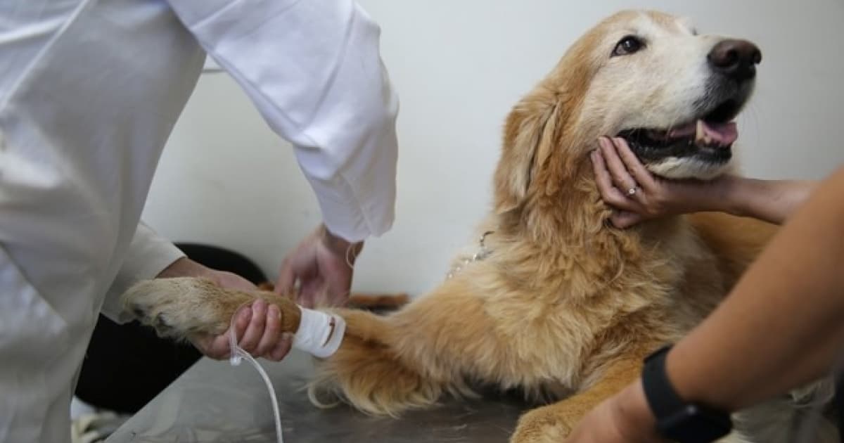 Hospital Municipal Veterinário de Salvador alcança marca de 80% de conclusão das obras