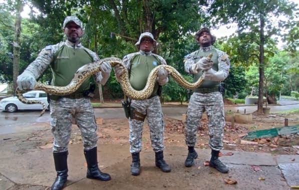 Cobra de três metros é resgatada na BA-528 pela Guarda Civil Municipal