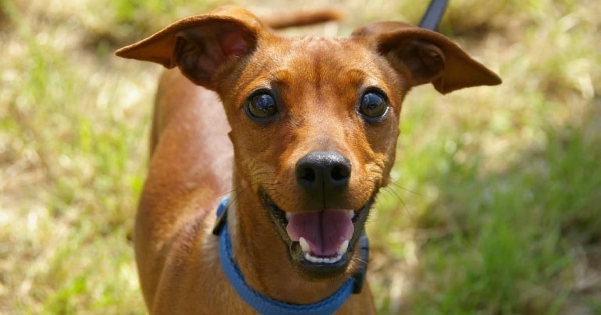 Abrigo São Francisco de Assis está prestes de ser fechado; imóvel abriga 430 animais 