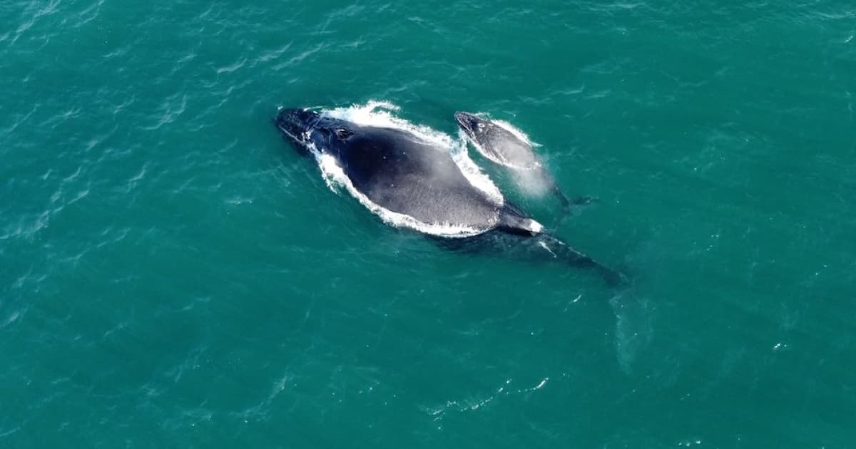 VÍDEO: Baleia e filhote são filmados em Itapuã