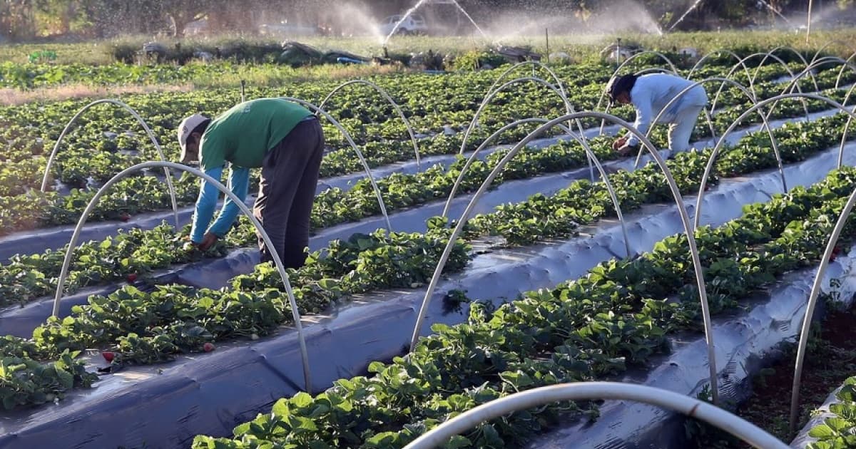 Produção rural