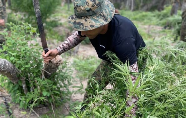 Cicom localiza plantações com mais de 60 mil pés de maconha na região norte do estado