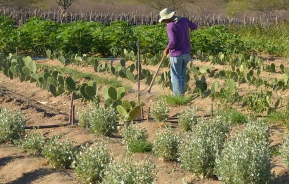 Inadimplência atinge 28% dos produtores rurais no país, aponta levantamento