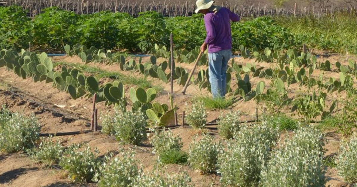 Inadimplência atinge 28% dos produtores rurais no país, aponta levantamento