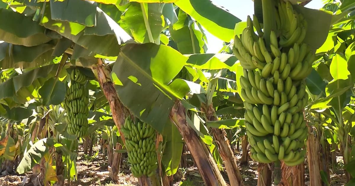 Bahia é segundo maior produtor de banana do Brasil, aponta IBGE