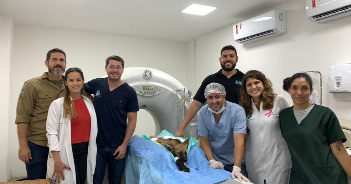 Clínica Centervet realiza tomografia de filhote de lobo-guará atropelado