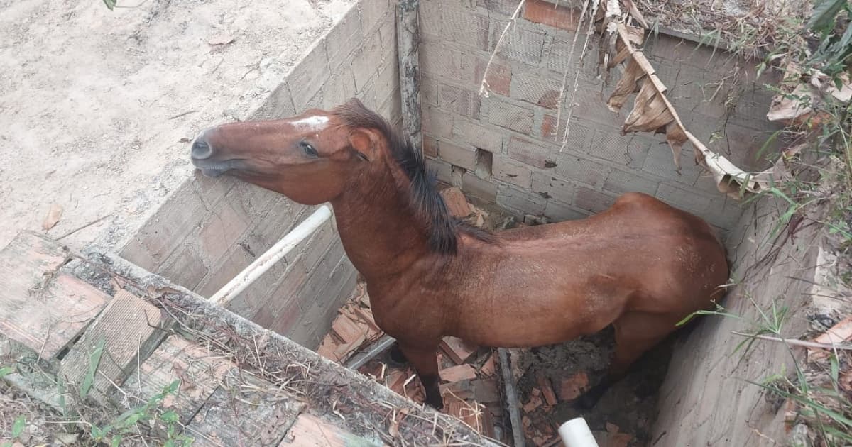 Égua é resgatada após cair em cisterna na Região Metropolitana de Salvador