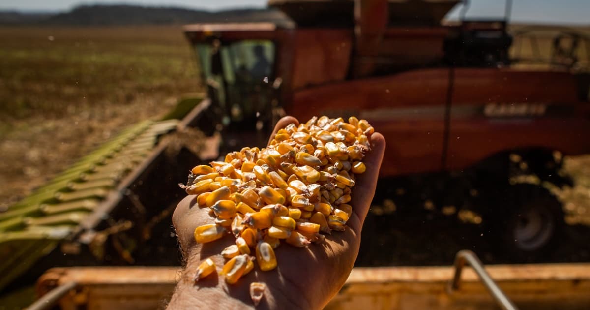 Safra baiana 2023 tem previsão de mais de 12 milhões de toneladas de grãos, aponta IBGE