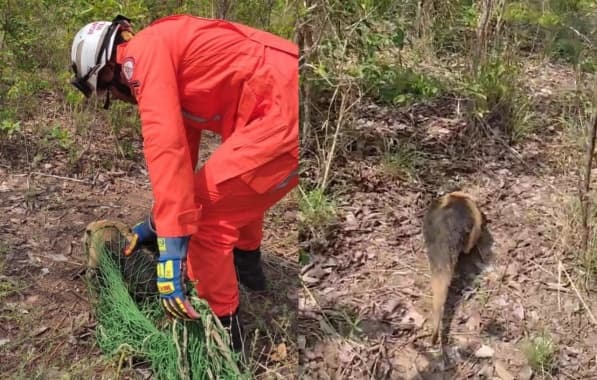 VÍDEO: Tamanduá-mirim é resgatado após aparecer em residência