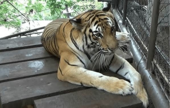 Tigre é encontrado com “sapato na boca” e corpo de homem é descoberto em zoológico no Paquistão