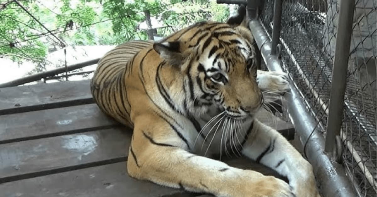 Tigre é encontrado com “sapato na boca” e corpo de homem é descoberto em zoológico no Paquistão