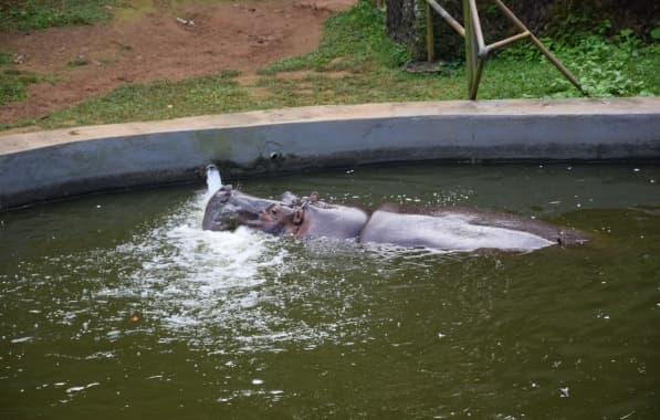 Zoológico de Salvador adota medidas para diminuir efeitos do calor extremo em animais 